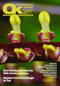 Eine Orchidee am Ende der Welt: Gavilea araucana