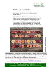Taglilien – die Unermüdlichen Die Staude des Jahres 2018 erfüllt