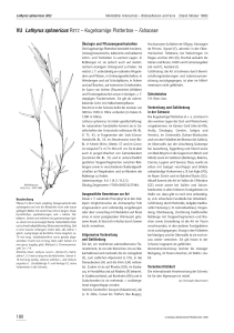 VU Lathyrus sphaericus RETZ – Kugelsamige Platterbse