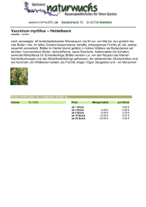 Vaccinium myrtillus -