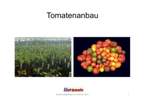 Tomatenliebe Anbau extra Mainz 2012