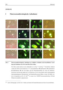 I Fluoreszenzmikroskopische Aufnahmen - diss.fu