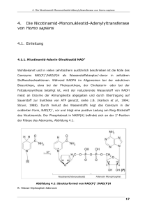 4. Die Nicotinamid-Mononukleotid - diss.fu