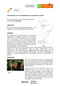 Informationen zu den Löwenkopfaffen (Leontopithecus rosalia):