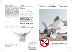 Flyer "Tierschutz heisst: Tauben nicht füttern"