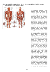 Suchergebnis auf fur: acromion