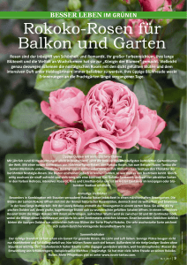 Rokoko-Rosen für Balkon und Garten