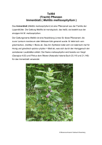 Teil64 (Tracht) Pflanzen Immenblatt ( Melittis mellissophyllum )