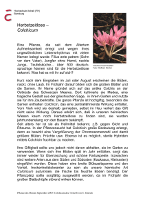 Colchicum