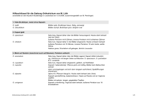 Hilfsschlüssel für die Gattung Orthotrichum von M