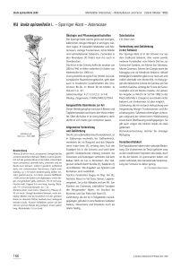 VU Inula spiraeifolia L. – Sparriger Alant – Asteraceae