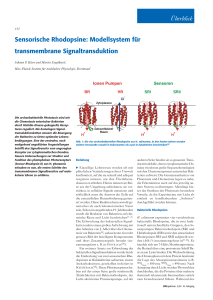 Sensorische Rhodopsine: Modellsystem für transmembrane