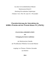 Charakterisierung der Interaktion des KIBRA Proteins mit der Protein