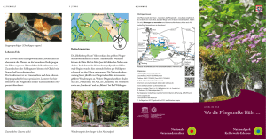 Wo die Pfingstnelke blüht - Nationalpark Kellerwald