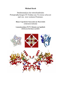 Michael Koch Strukturanalyse der mitochondrialen