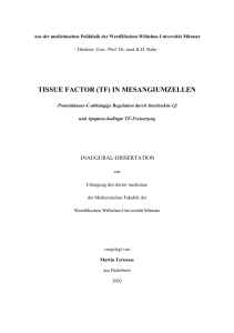 TISSUE FACTOR (TF) IN MESANGIUMZELLEN