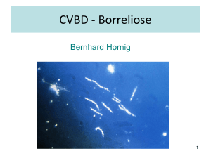 CVBD - Borreliose