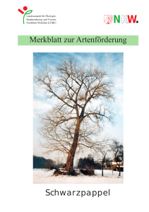 Merkblatt Schwarzpappel - Deutsches Jagd Lexikon
