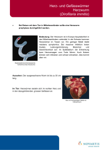 Herz- und Gefässwürmer Herzwurm (Dirofilaria immitis)