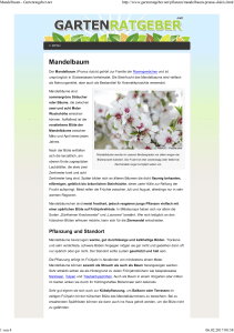 Mandelbaum - WordPress.com