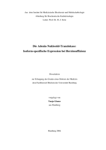 Die Adenin-Nukleotid-Translokase: Isoformspezifische Expression