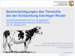 Beeintr&auml;chtigungen des Tierwohls bei der Schlachtung tr&auml;chtiger