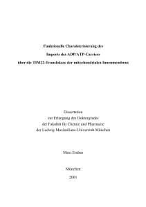 1.1 Struktur und Funktion der Mitochondrien