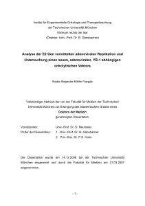 Analyse der E2 Gen vermittelten adenoviralen Replikation und