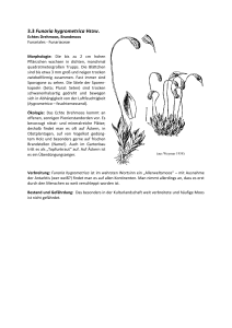 3.3 Funaria hygrometrica HEDW.