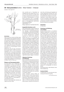 EN Viola persicifolia SCHREB.