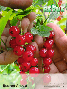 Beeren-Anbau - UFA