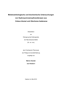 Molekularbiologische und biochemische Untersuchungen