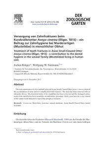 Versorgung von Zahnfrakturen beim Kurzkrallenotter Aonyx cinerea