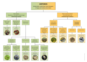 Bestimmungsschlüssel der Amphibien Österreichs