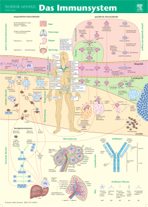 Das-Immunsystem