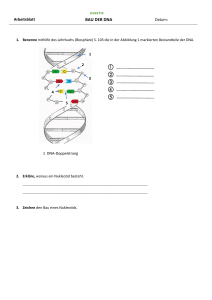 AB Bau der DNA