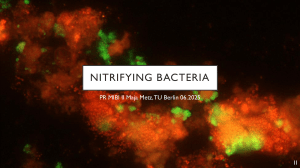 nitrifying bacteria